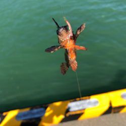 ファミリーフィッシング