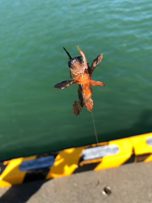 ファミリーフィッシング