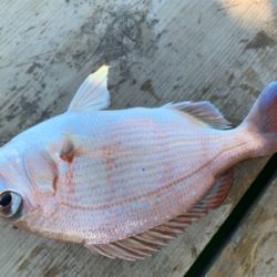 タイ科3目釣り達成