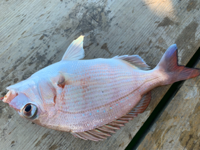 タイ科3目釣り達成