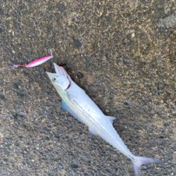 雨あがりのジギング