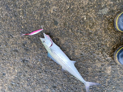 雨あがりのジギング