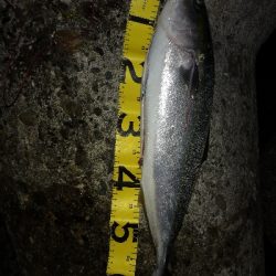 夕まずめにメジロ