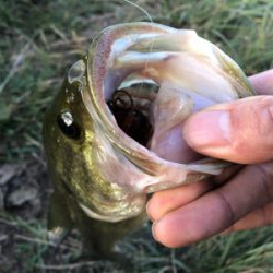 ヘビキャロランガン〜