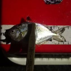 アジング練習 202