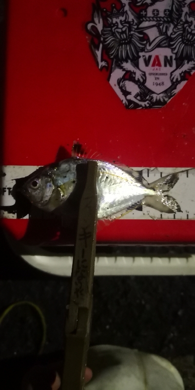 アジング練習 202