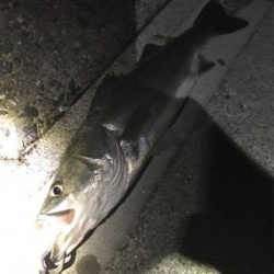 潮止まり直前に！