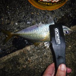 虫ヘッドでアジング