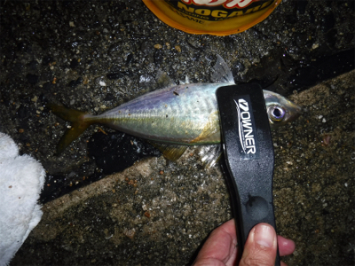 虫ヘッドでアジング