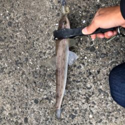 ショアジギング