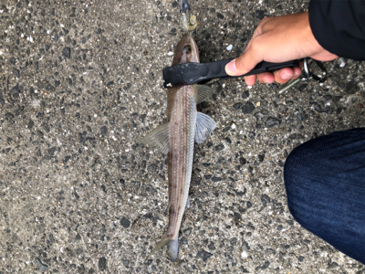 ショアジギング