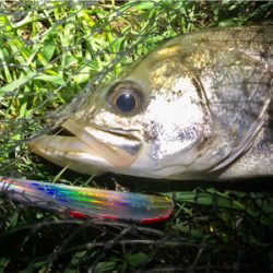 リバーシーバス!