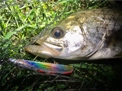 リバーシーバス!