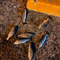 遠征！！！セイゴ無双