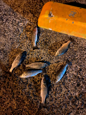 遠征！！！セイゴ無双