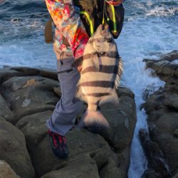 石鯛釣り！