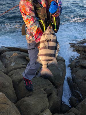 石鯛釣り！