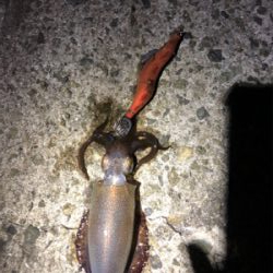 何とかかんとか