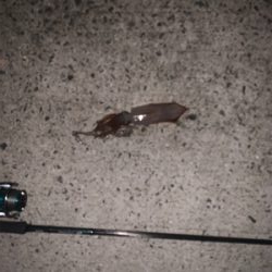 初めてケンサキイカが釣れました