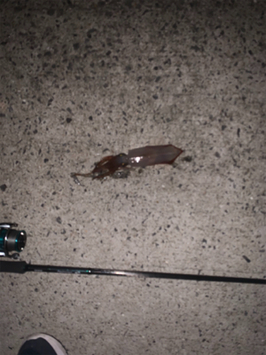 初めてケンサキイカが釣れました