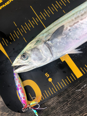 久しぶりの筏に❗࿠…