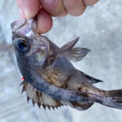 小メバル釣り！