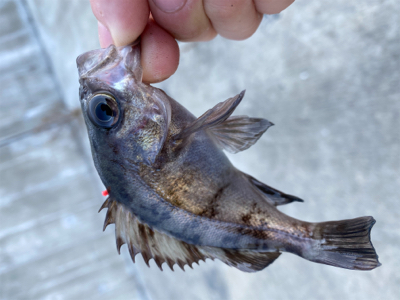 小メバル釣り！