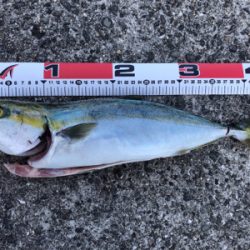 貝塚人工島テトラでショアジギング