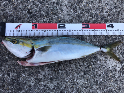 貝塚人工島テトラでショアジギング