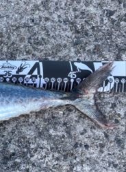 ショアジギング