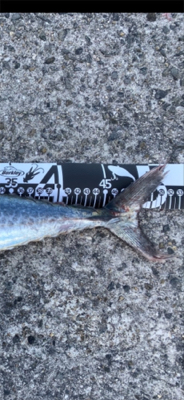 ショアジギング