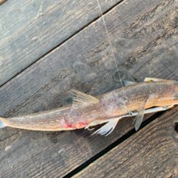 青物を釣りたい