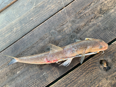 青物を釣りたい