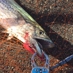 舞洲でサゴシ！