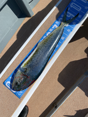 舞鶴沖ジギング