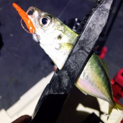 ナイトアジング