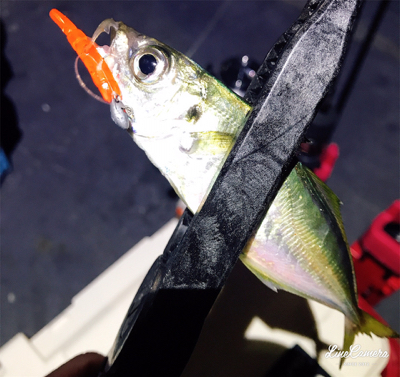 ナイトアジング