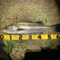 スミス（サラナ80f）でシーバスフィッシング