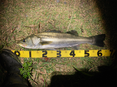 スミス（サラナ80f）でシーバスフィッシン…