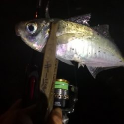 アジング練習 203