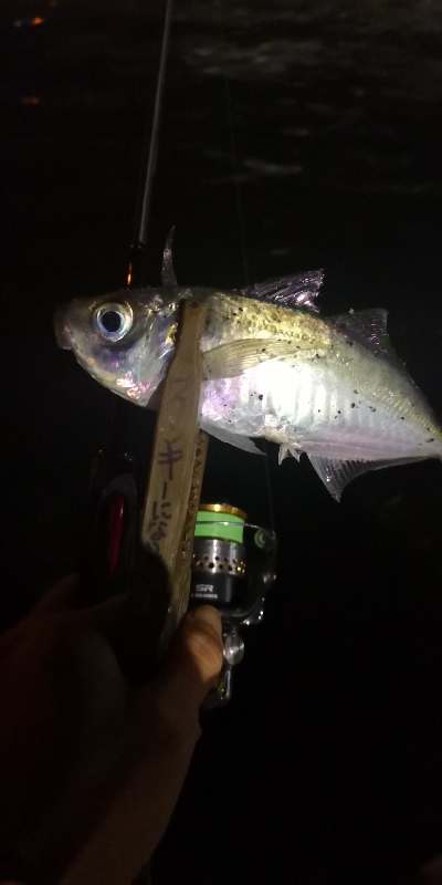 アジング練習 203