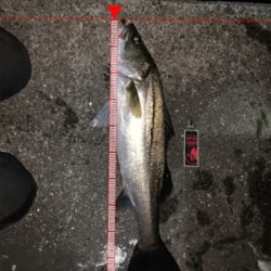 やっと釣れた(。-∀-)