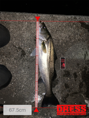 やっと釣れた(。-∀-)