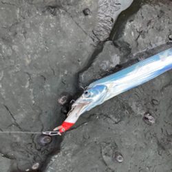 ミノー表層巻きで30分3本!!タチウオ釣果!!