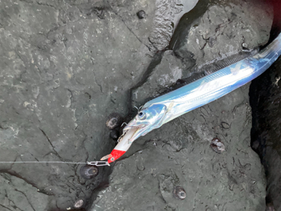 ミノー表層巻きで30分3本!!タチウオ釣果!!