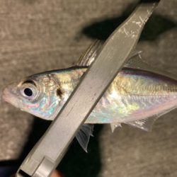 近所の漁港へアジ探し