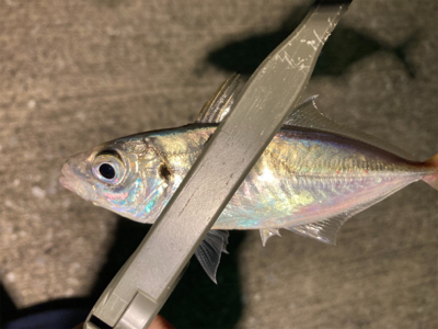 近所の漁港へアジ探し