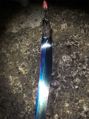 千田漁港サイコー！！