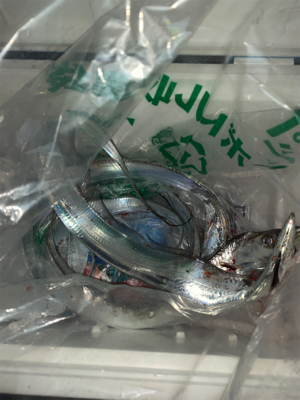 ドラゴンが釣れてる噂