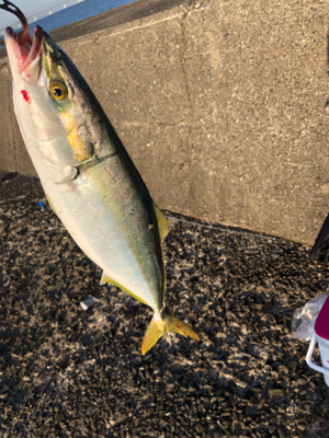 メジロハマチ！